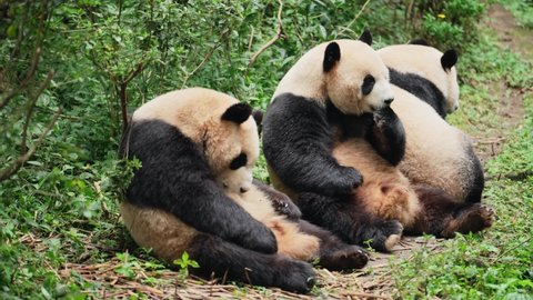 Three adult giant panda bears sitting together eating apples at Chengdu China