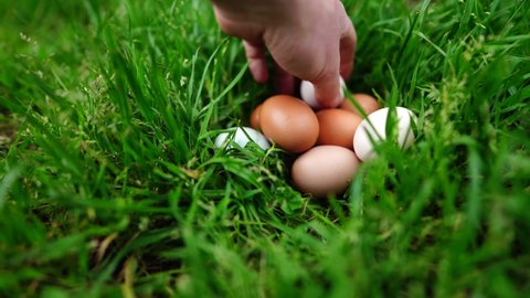 collecting eggs from chickens, hens and chook, in a country hen house, on a farm and ranch in Australia.