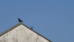 Black bird opens its wings. Slow motion 4K