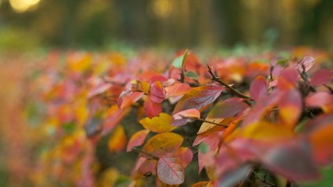 A beautiful shrub. Bushes with yellow, red and rare green leaves turned the color in the autumn time. a clearly cut hedge in an alley, a park or yard. blurred green trees background