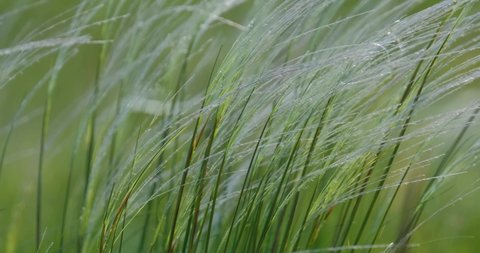 Close up of green Stipa or  feather grass