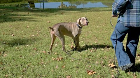Large weimaraner gets up after rolling around in the grass, and shakes off his fur and ears in slow motion, before his owner walks up in frame.  Happy pet playing outside on walk in the park.