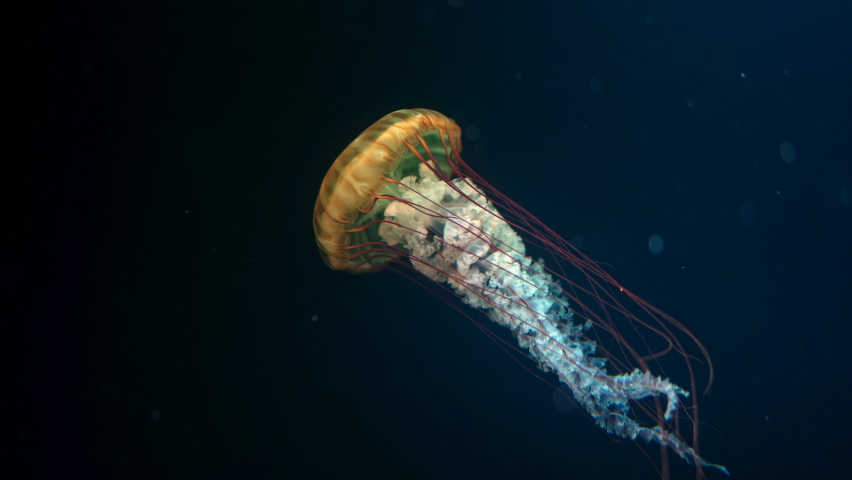 Sea northern nettle jellyfish swims in West Coast dark ocean water. Amazing nature background of chrysaora melanaster, also known as orange medusa. Calming beautiful underwater footage. | Shutterstock HD Video #1080876305