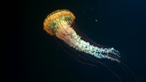 Sea northern nettle jellyfish swims in West Coast dark ocean water. Amazing nature background of chrysaora melanaster, also known as orange medusa. Calming beautiful underwater footage.