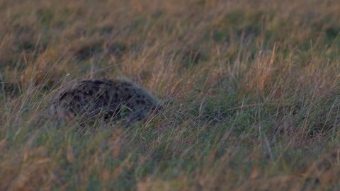 Spotted Hyena - Crocuta crocuta after meals walking in the park. Beautiful sunset or sunrise in Amboseli in Kenya, young scavenger in the savanna with the part of carcass or carrion.