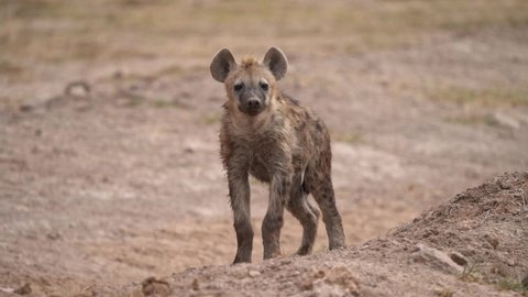 Spotted Hyena - Crocuta crocuta after meals walking in the park. Beautiful sunset or sunrise in Amboseli in Kenya, scavenger in the savanna, sandy and dusty place with the grass.