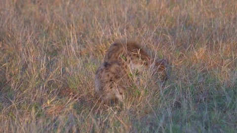 Spotted Hyena - Crocuta crocuta after meals walking in the park. Beautiful sunset or sunrise in Amboseli in Kenya, scavenger in the savanna, sandy and dusty place with the grass, go away
