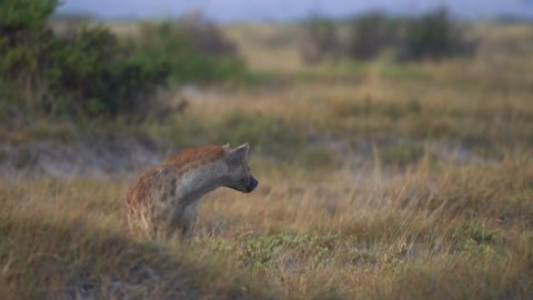 Spotted Hyena - Crocuta crocuta after meals walking in the park. Beautiful sunset or sunrise in Amboseli in Kenya, scavenger in the savanna, sandy and dusty place with the grass, coming near