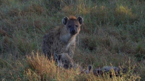 Spotted Hyena - Crocuta crocuta suckling scavenger female with the young cubs in the park. Beautiful sunset or sunrise in Amboseli in Kenya, suckling or breast-feeding scavenger in the grass savanna.
