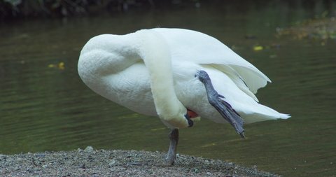 Mute Swan Preening Feathers On Its Belly With One Leg Up. - close up