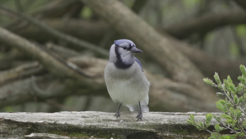 Beautiful blue jay bird(Cyanocitta cristata) sitting on a branch of a tree  staring into the camera Stock Photo by wirestock
