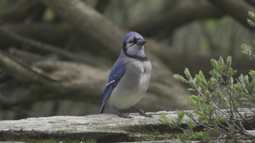 Blue Jay with gorgeous horn perched on a tree branch looking around, slow mo close up