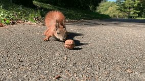 Red squirrel runs to the nut and takes it. For video presentation, advertising, background.