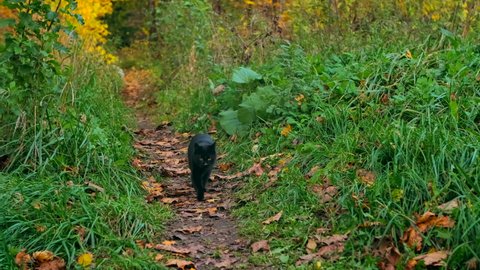 Black cat going along the path amog grass, seems to be hunting in the warm autumn morning. The ground covered with fallen off trees leaves, some of trees turned red and yellow - autumn is coming up 