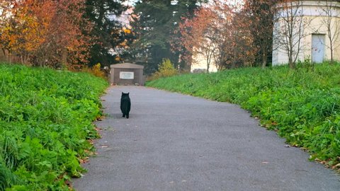 Black cat going along the yard path amog grass in the warm autumn morning. The ground covered with fallen off trees leaves, some of trees turned red and yellow - autumn is coming up. Follow back shot