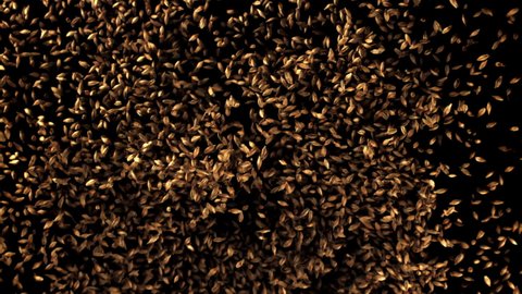 The super slow motion of the barley grain is lifted up. On a black background.Filmed on a high-speed camera at 1000 fps. High quality FullHD footage