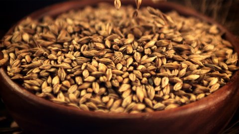 The super slow motion of barley grains fall into the plate against a black background. Filmed on a high-speed camera at 1000 fps.High quality FullHD footage