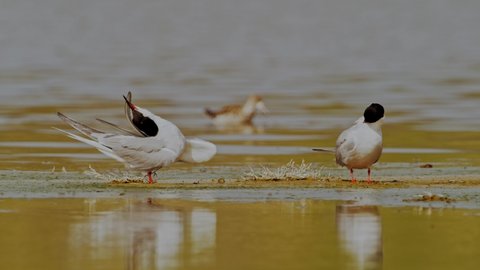 terns (sterna albifrons) in natural habitat