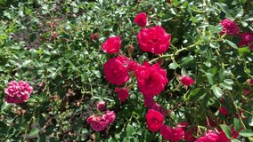 Bush of bright pink roses in the garden. For video presentation, advertising, background. 