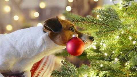 Merry Christmas mood. Dog Jack Russell Terrier sniffs with interest Christmas tree decorated snow falls with bright Christmas lights garlands, toys, glass red balls. Happy New Year. Noel. Family