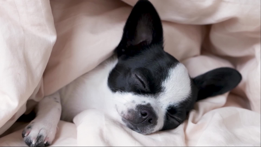 A small chihuahua dog sleeps under a blanket, opens its eyes wide and falls asleep again. Royalty-Free Stock Footage #1080897083