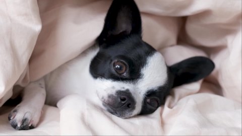A small chihuahua dog sleeps under a blanket, opens its eyes wide and falls asleep again.
