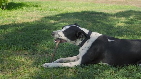 Black dog with white spots playing with a stick, dog biting a stick in the park, dog playing with a branch outdoors, dog eating a stick on lawn