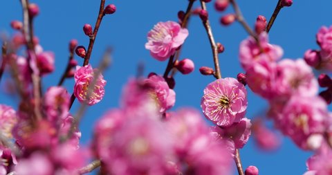 Panning Video of pink plum blossoms.This flower is called "UME" or “UME blossom" in Japanese.