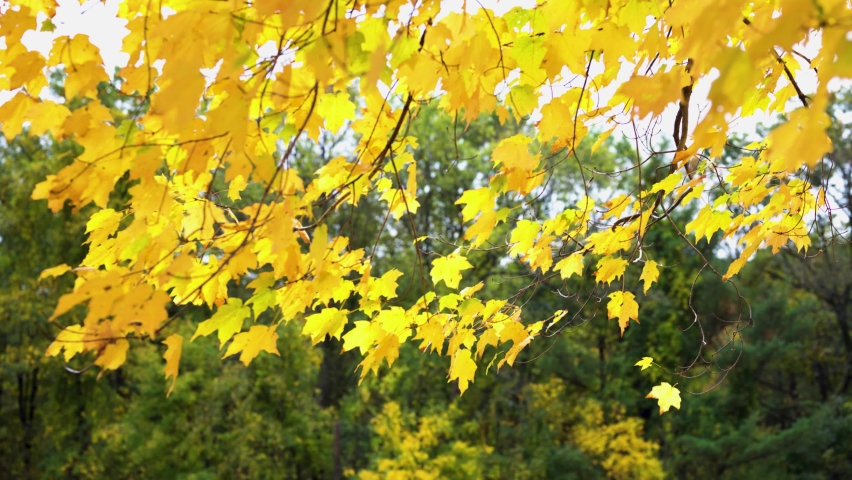 view of vibrant yellow leaves in autumn at Devils Lake  State Park in Wisconsin