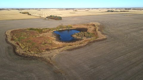 Aerial 4k footage flying over small deep blue pond in north American countryside. Migratory snow geese flying low in background looking for leftover seeds of wheat harvest.