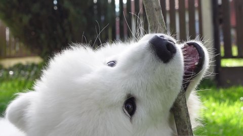 Handheld close-up video of a beautiful, cute, small and young Samoyed Puppy eating and biting a wooden stick on the green grass in the background.