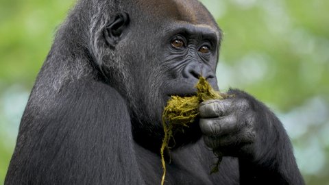 Disgusting female gorilla eating its own poop. Close-up portrait shot.