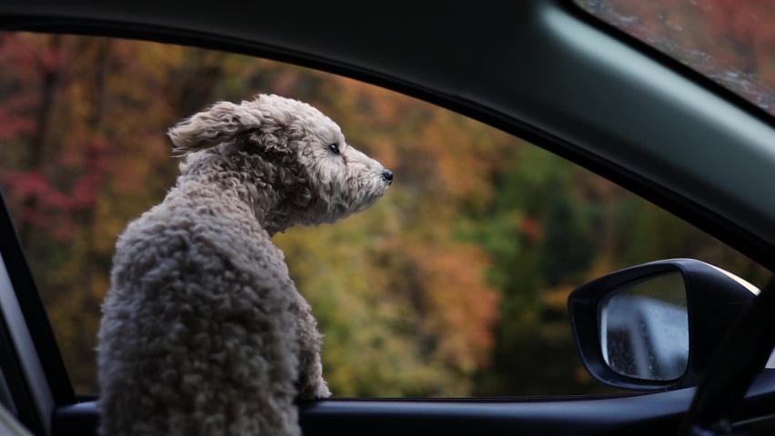 Adorable Maltipoo Dog Looks Out the Open Window of a Moving Car Fur is Ruffled by the Wind Royalty-Free Stock Footage #1080905537