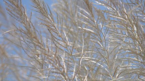 White Tall Reeds Grass Flower in the sunny day blue sky background summer springtime rural scene