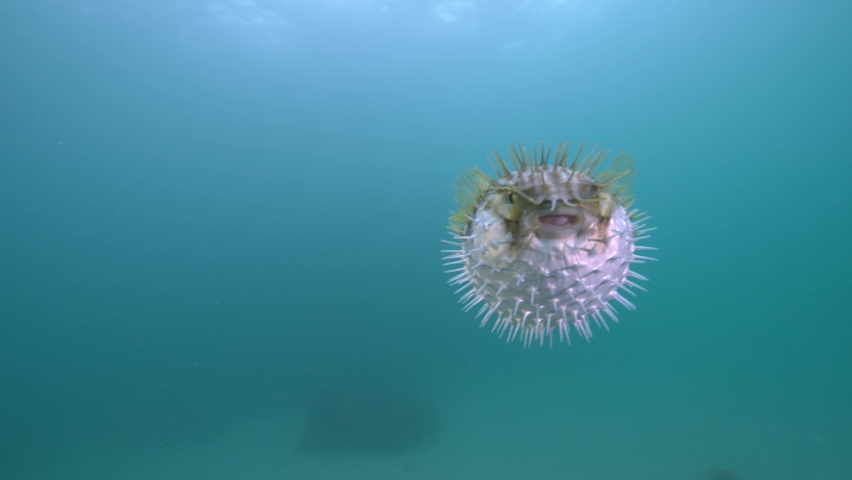 Puffer Fish puffed up in the ocean | Shutterstock HD Video #1080906608