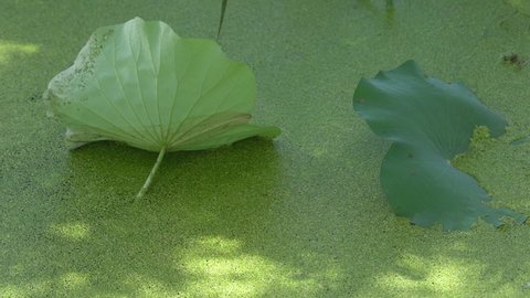 pond with lotus leaf and green duckweed background