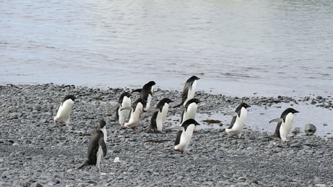 Adelie Penguins running to the water