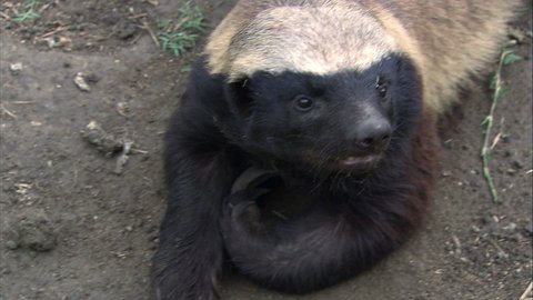 Honey Badger looking from side to side