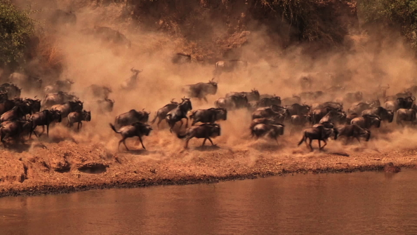 Herd of wildebeest kicking up dust during their migration Royalty-Free Stock Footage #1080917150