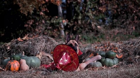 Dog is lying on hay near green and orange pumpkins in red cap and wizards cloak. Fancy dress for animals. Funny German Shepherd in witch costume at Halloween celebration. 4K footage animal in park.