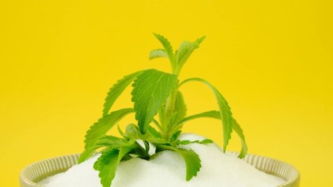 Fresh stevia branch in stevia powder in a  plate on yellow background.Rotation.