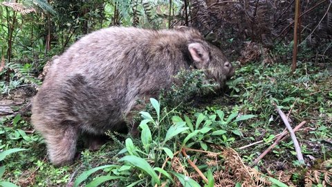 Wombat eating grass. Australian marsupial animal. Closeup.