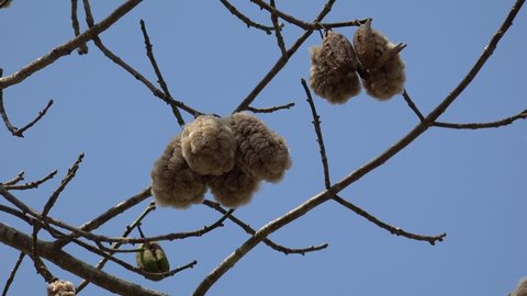 Fibres in seed pods of the Cotton tree (Ceiba pentandra or kapok tree). Chichen Itza, Yucatan, Mexico.