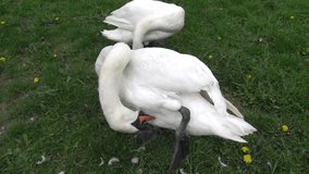 White swan in a city park video in slow motion