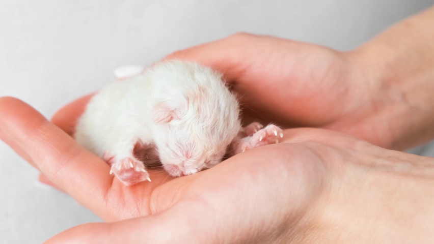 Newborn kitten. Scottish purebred cat. Newborn kitten in hand. Newborn kitten licks his hand.
