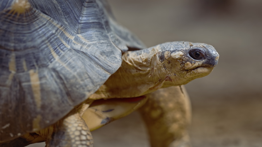 Close-up of radiated tortoise in its habitat on land. Beautiful turtle - rare species, Madagascar endemic. Exotic tropical animals concept. | Shutterstock HD Video #1080931640