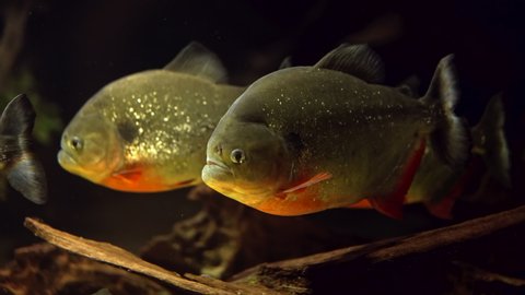 Predatory hungry freshwater red bellied piranha fish swimming in river water in South America jungle. Flock of piranhas close-up view. 