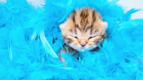 Newborn kittens lie among blue feathers.