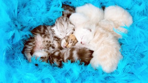 Kittens twitch in sleep. Newborn kittens. Scottish purebred cat. Blind newborn kittens sleep in a heap among blue feathers. Kittens among the feathers.