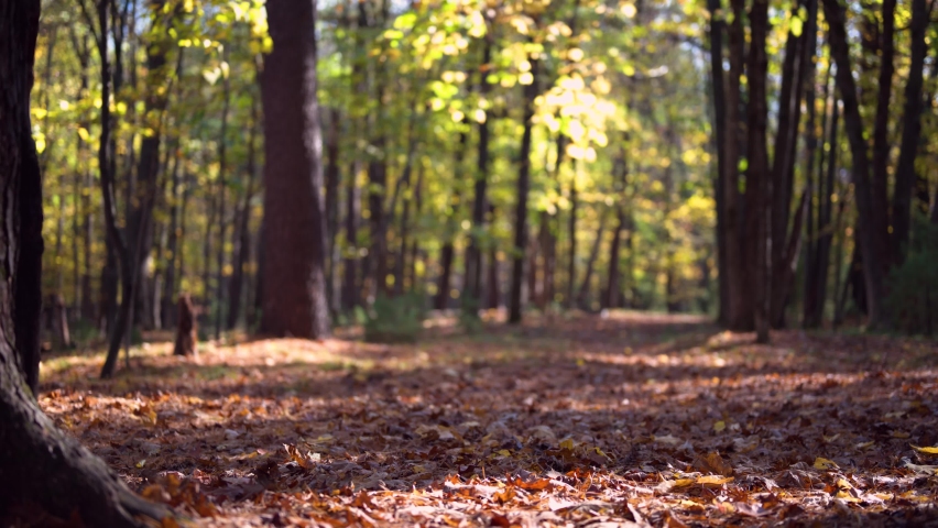 leaves falling in peaceful autumn forest